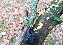 Warziger Drüsling