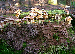 Rauchblättriger Schwefelkopf