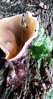 Morchelbecherling