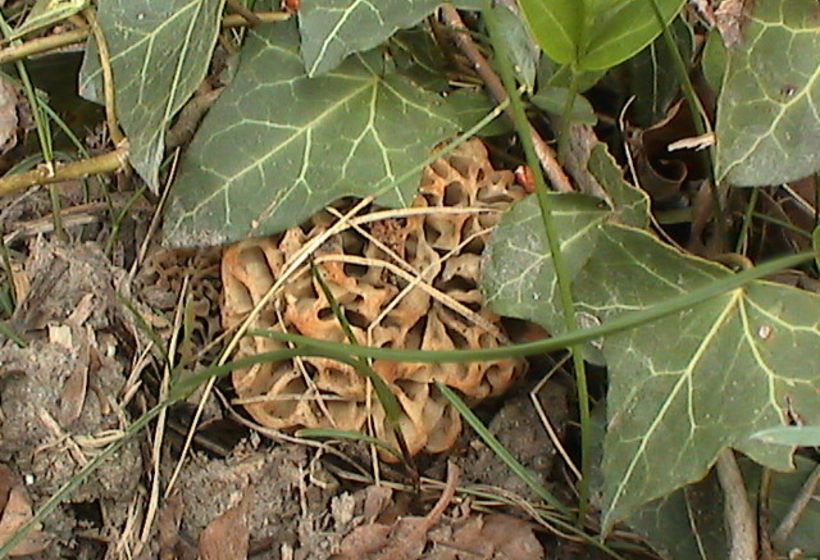 Pilze im Frühling