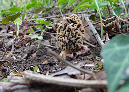 Pilze im Frühling