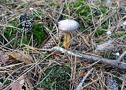 Kupferroter Gelbfuß 
