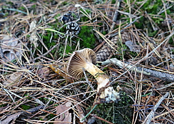 Kupferroter Gelbfuß 