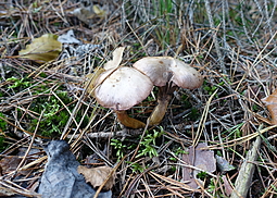 Kupferroter Gelbfuß 