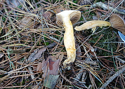 Kupferroter Gelbfuß 