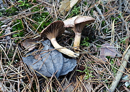 Kupferroter Gelbfuß 