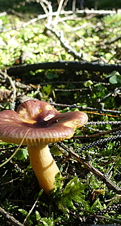 Scharfer Glanztäubling