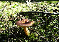 Scharfer Glanztäubling
