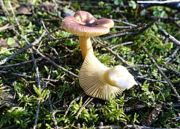 Scharfer Glanztäubling