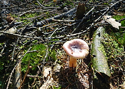 Scharfer Glanztäubling