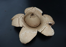 Großer Nesterdstern