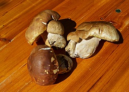 Steinpilze russischer Art