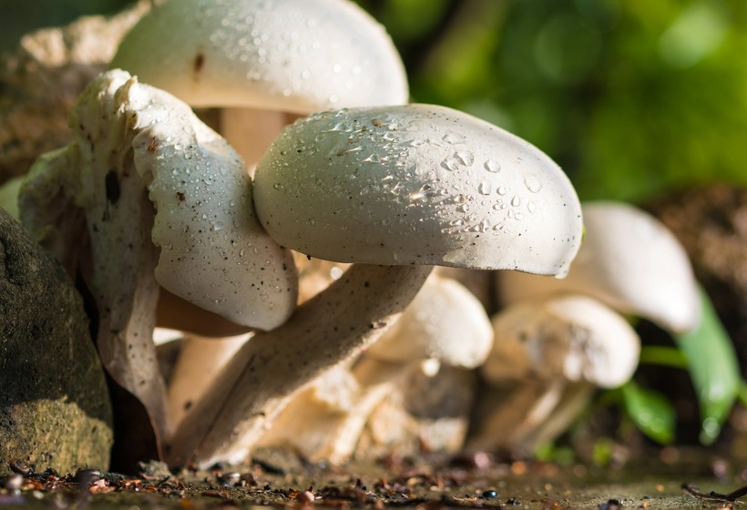 Der Champignon - ein Wunderpilz!