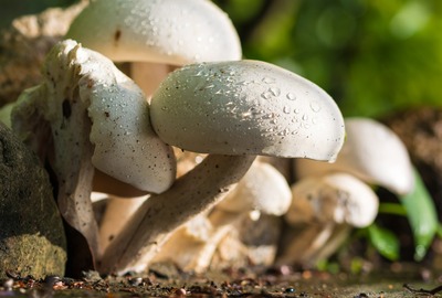 Der Champignon - ein Wunderpilz!