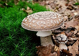Pantherpilz