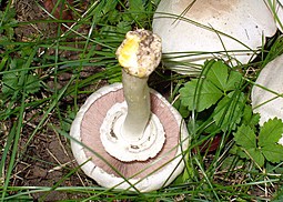 Karbolegerling