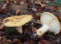 Grubiger Milchling
