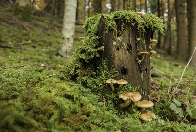 Wo findet man Pilze im Wald?