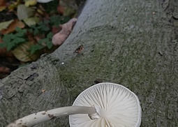 Beringter Schleimrübling