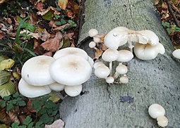 Beringter Schleimrübling