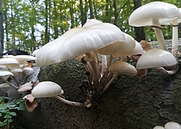 Beringter Schleimrübling