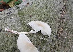Beringter Schleimrübling